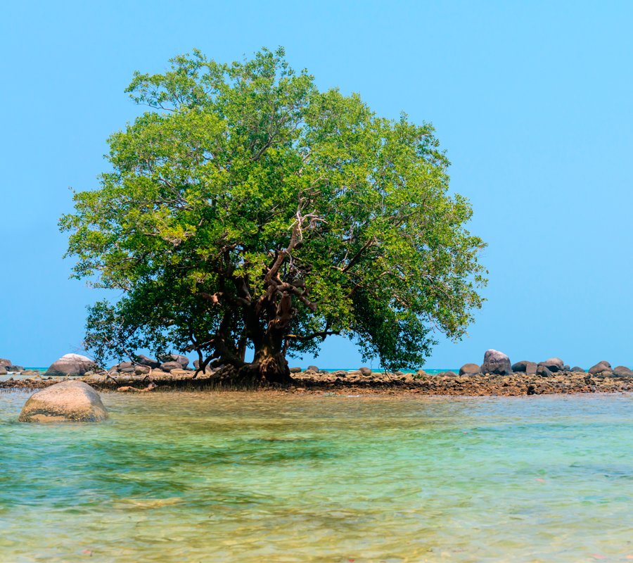 Mobile Image