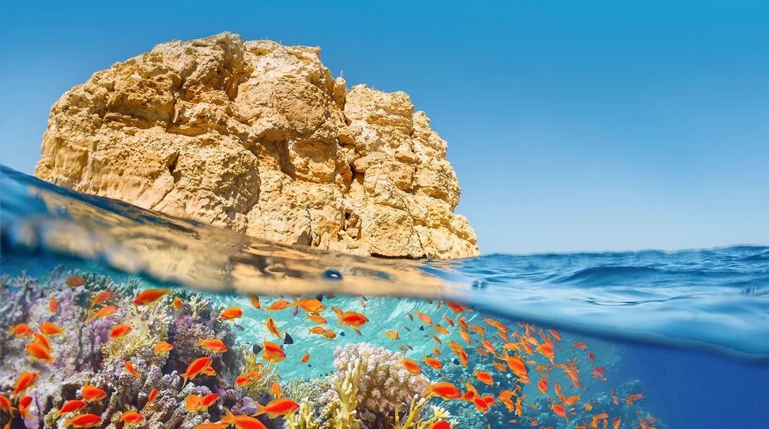 Vibrant coral reef with colorful fish and a rocky island above water | MSC Cruises Vibrant coral reef with colorful fish and a rocky island above water | MSC Cruises