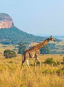 Spring cruises to South Africa | MSC Cruises 