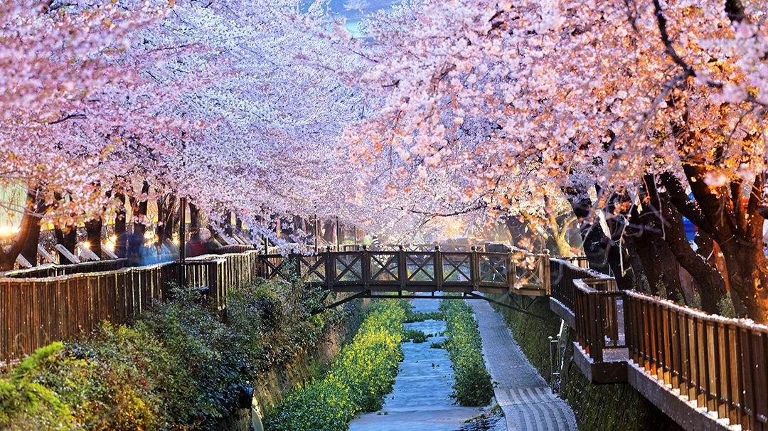 MSC World Cruise 2021, Busan | MSC Cruises