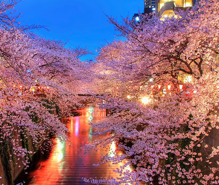 Tokyo, Japan | MSC Cruises