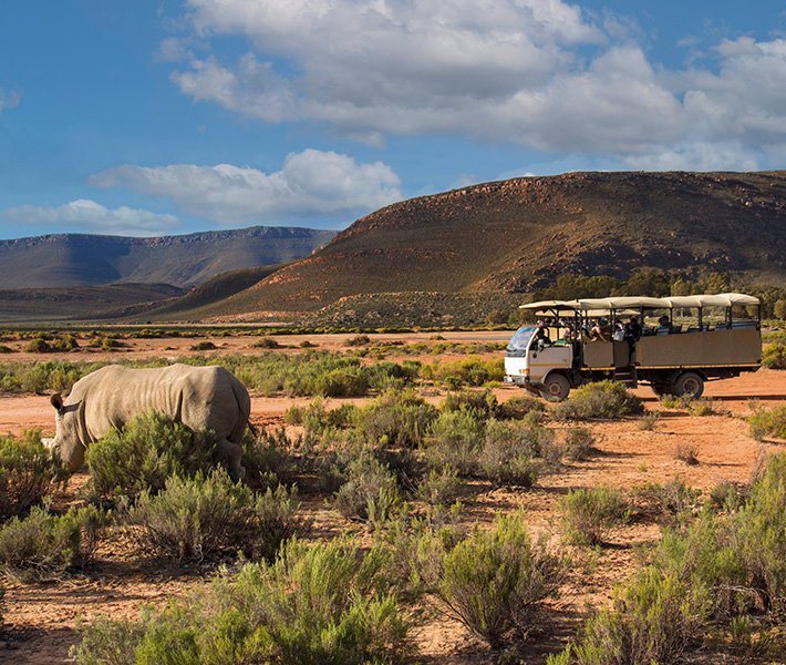 Cape Town tours, Aquila Private Game Reserve | MSC Cruises Cape Town tours, Aquila Private Game Reserve | MSC Cruises