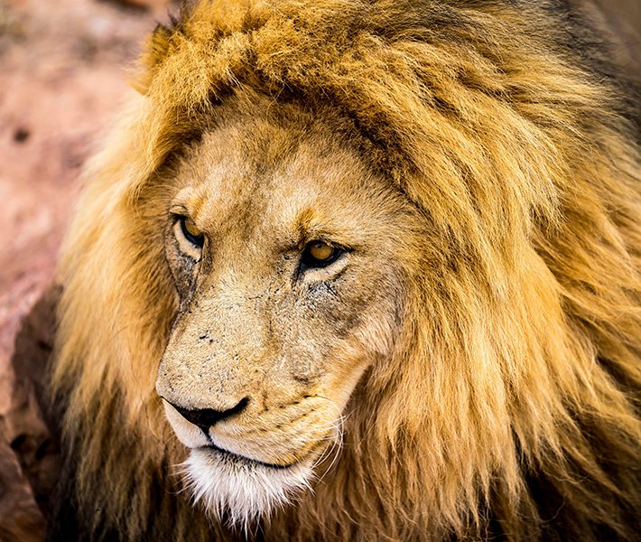 Cape Town tours, Aquila Private Game Reserve | MSC Cruises