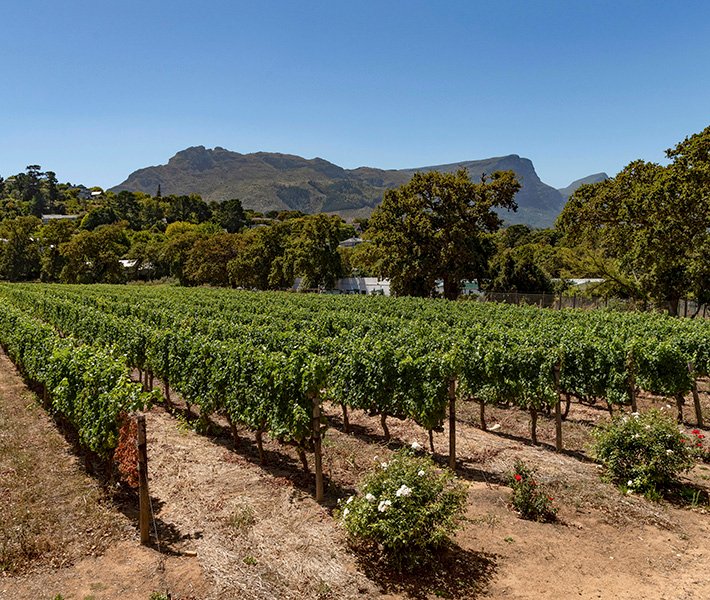 Cape Town tours, Stellenbosch | MSC Cruises