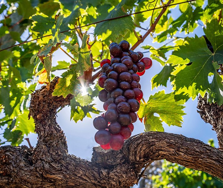 Cape Town tours, Stellenbosch | MSC Cruises