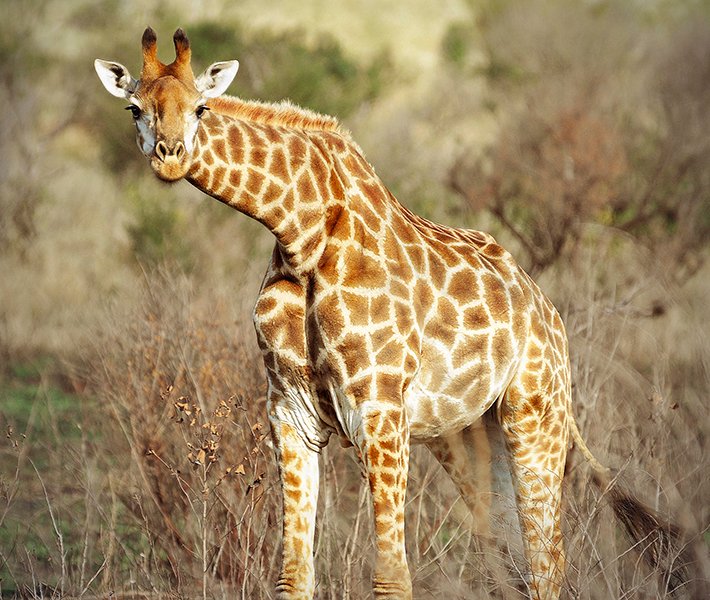 Durban tours, Safari Park | MSC Cruises