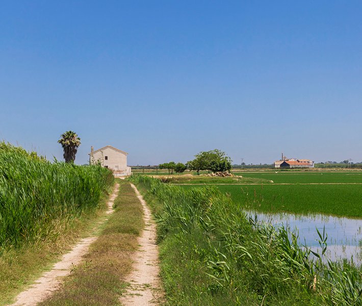 Valencia tours, Albufera | MSC Cruceros