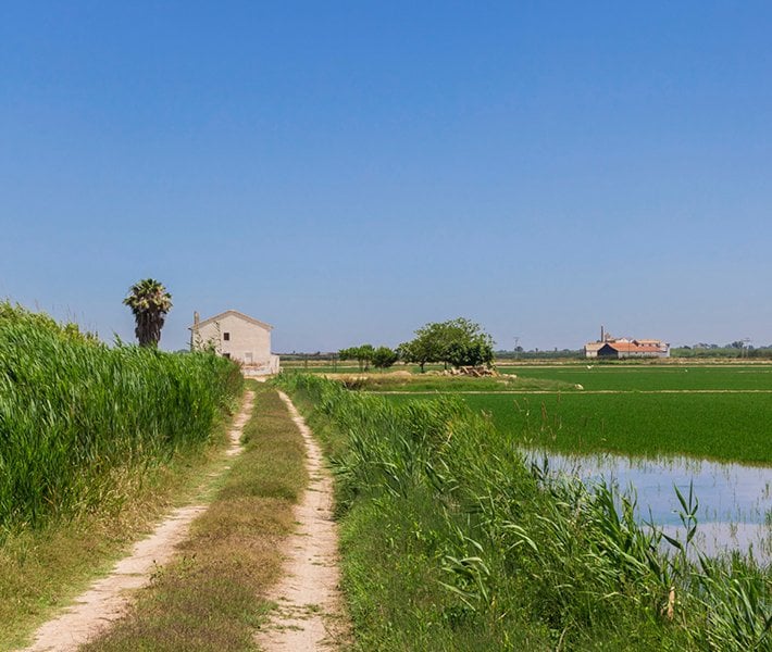 Valencia tours, Albufera | MSC Cruceros Valencia tours, Albufera | MSC Cruceros