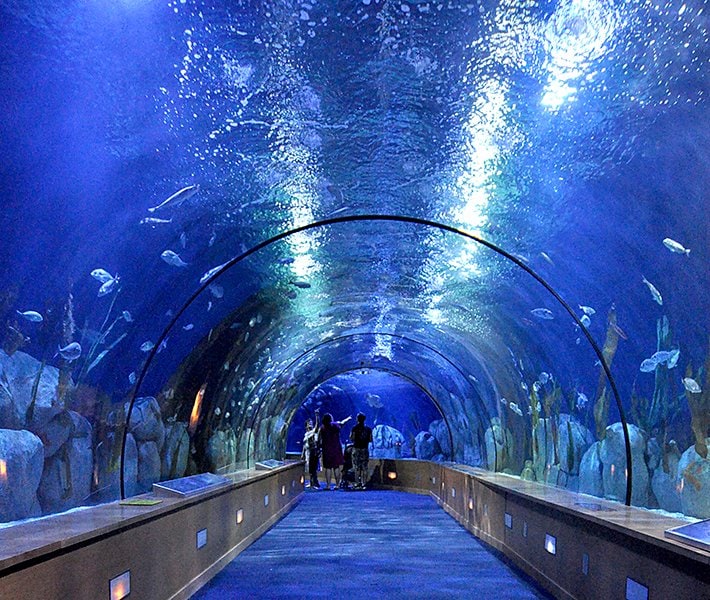 Valencia tours, Oceanogràfic | MSC Cruceros Valencia tours, Oceanogràfic | MSC Cruceros