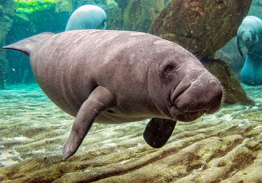 Port Canaveral tours, Merritt Island National Wildlife Refuge | MSC Cruises